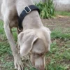 Collar Fire