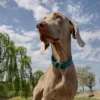 Collar Mushing