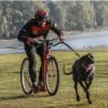 Línea de Tiro Bikejoring - Scooter