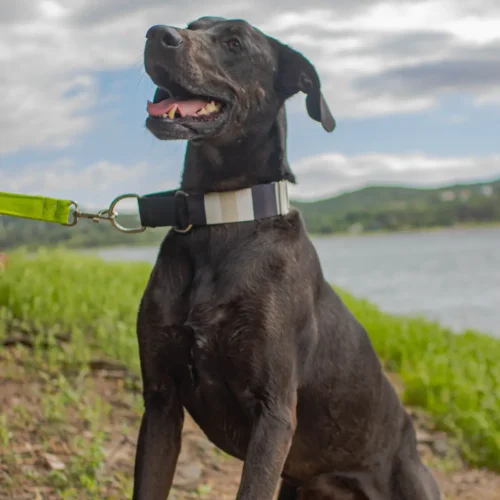 Collar Martingale