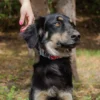 Collar Martingale